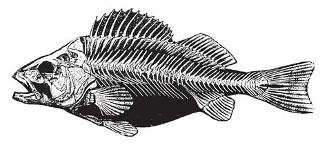 1,988 Fish Skeleton Illustrations .